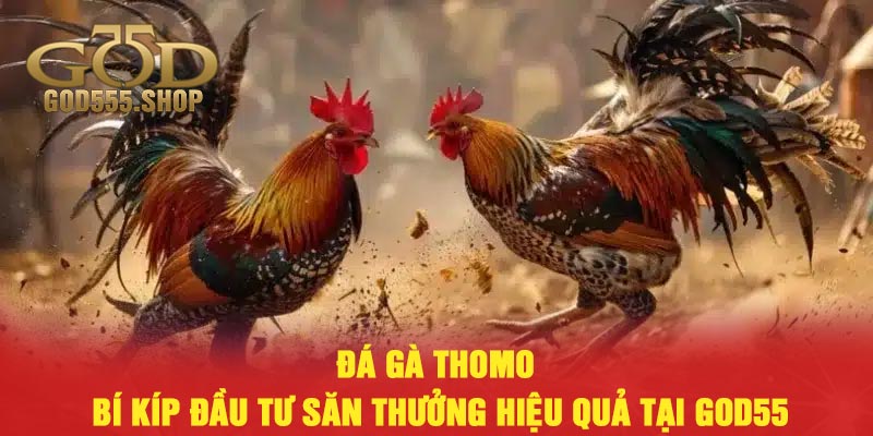 Đá gà thomo - Bí kíp đầu tư săn thưởng hiệu quả tại God55