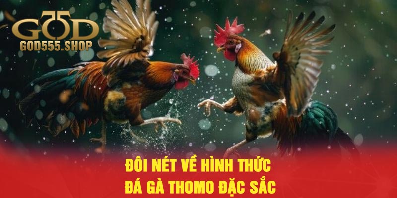 Đôi nét về hình thức đá gà Thomo đặc sắc