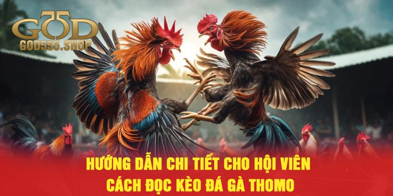 Hướng dẫn chi tiết cho hội viên cách đọc kèo đá gà Thomo